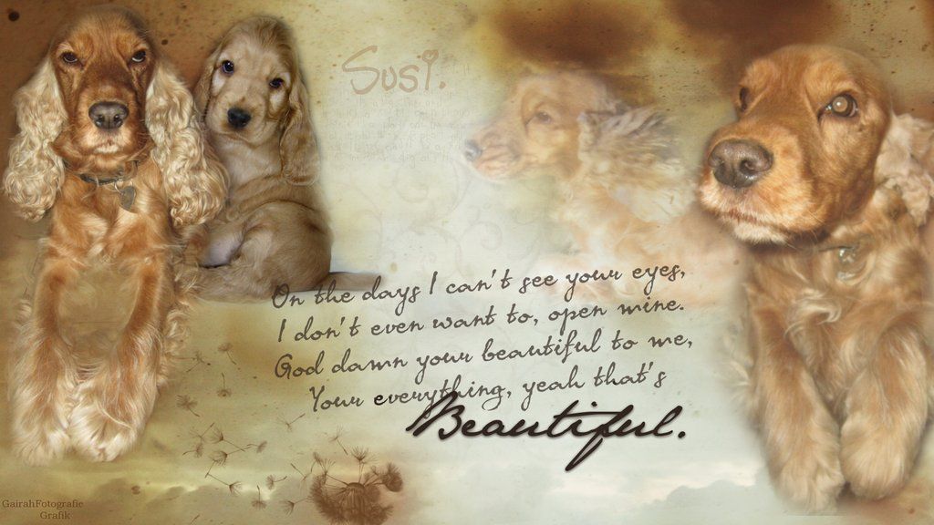 Susi, the dog from my best friend.. Wallpaper by