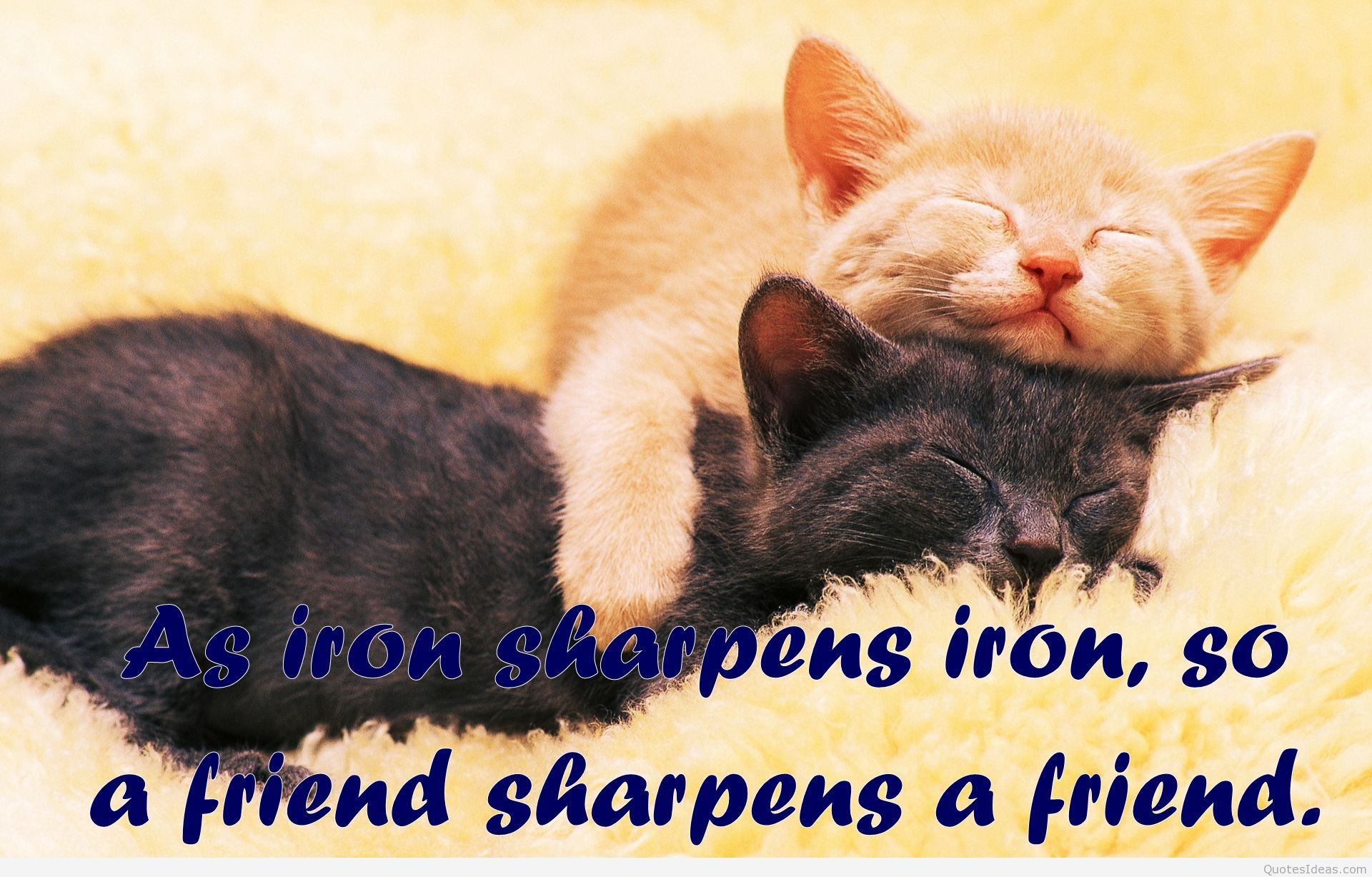 Best-friend-quote-for-my-friends-cats-wallpaper.jpg