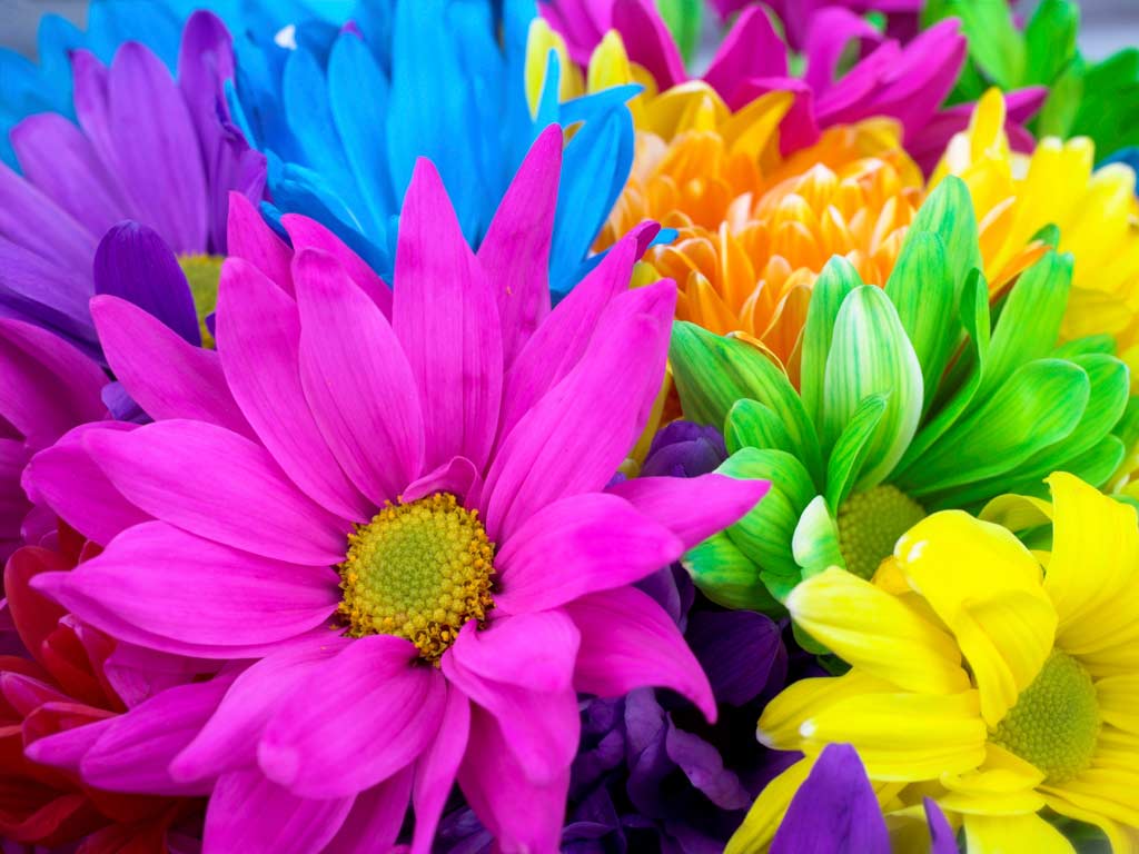 Colorful Flowers Backgrounds