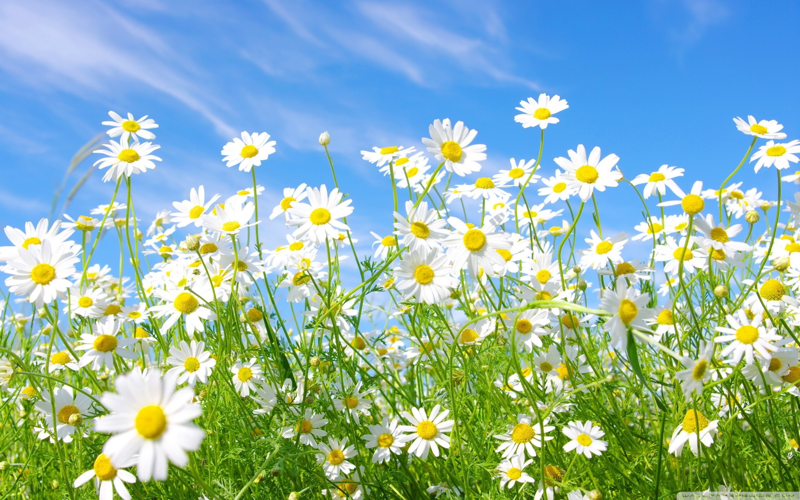 Field Of Daisies Wallpapers