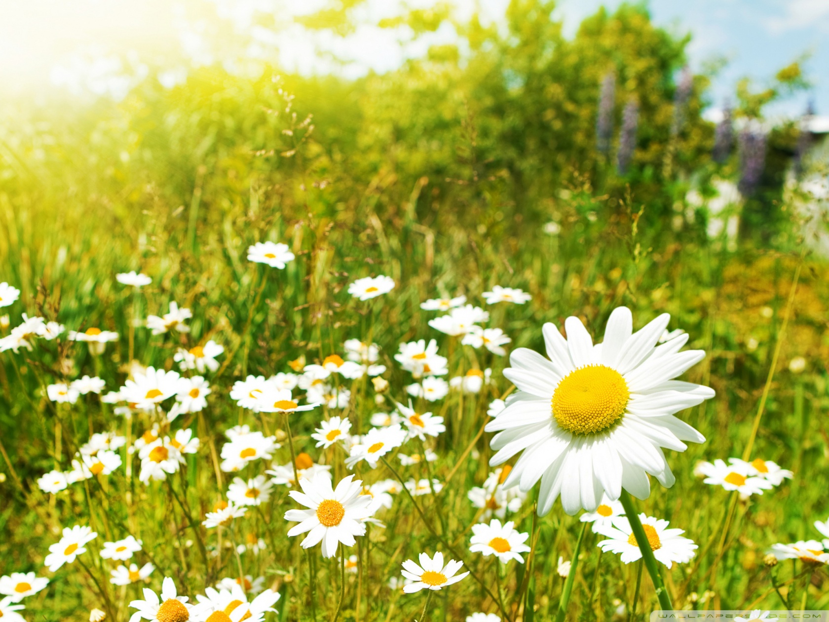 daisies field | HD Wallpapera (High Resolution)