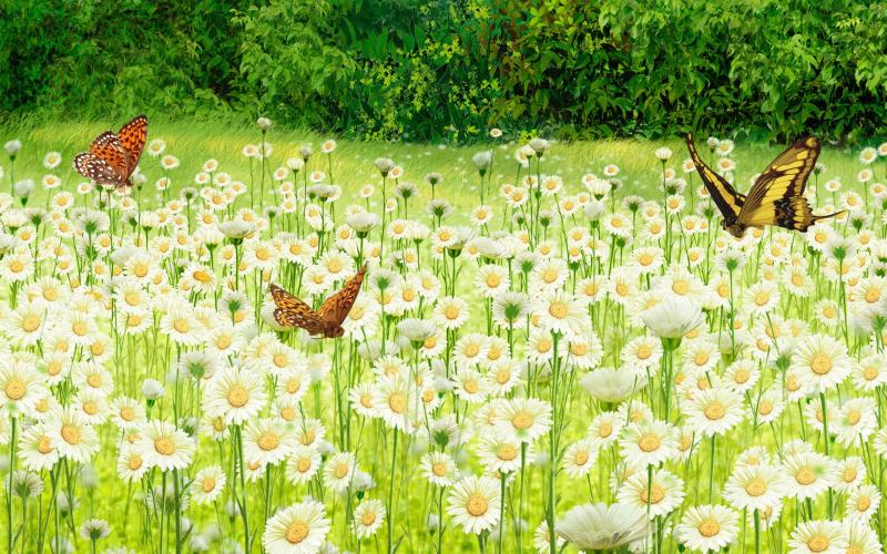 Field of daisies wallpaper | danaspac.top