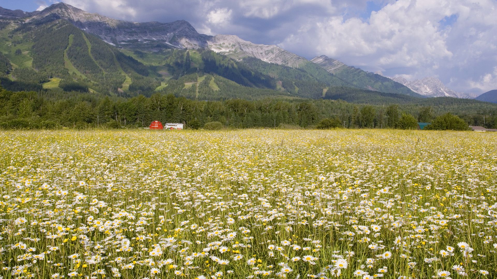 Nature Field Of Daisies, Elk Valley, British Columbia, picture nr