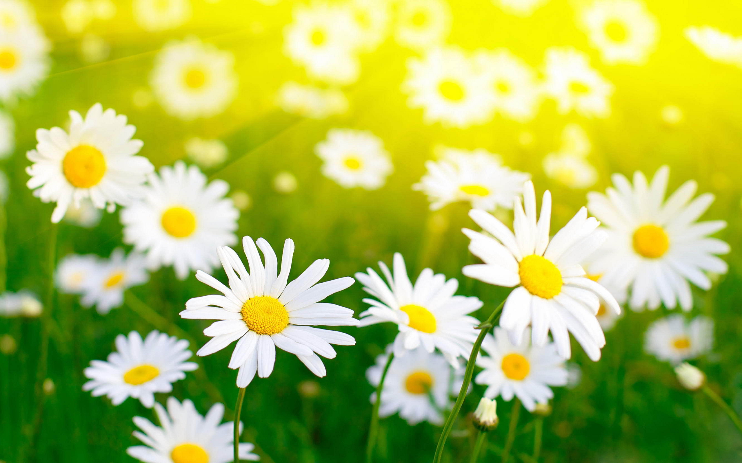 White daisies field Wallpapers Pictures