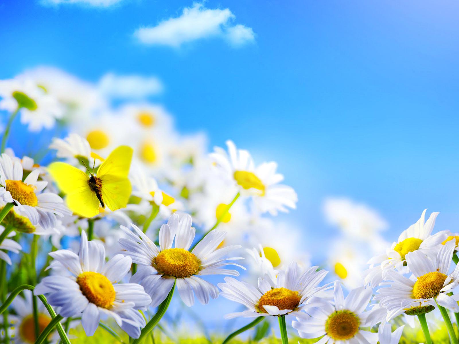 Daisies field - (#161659) - High Quality and Resolution Wallpapers ...