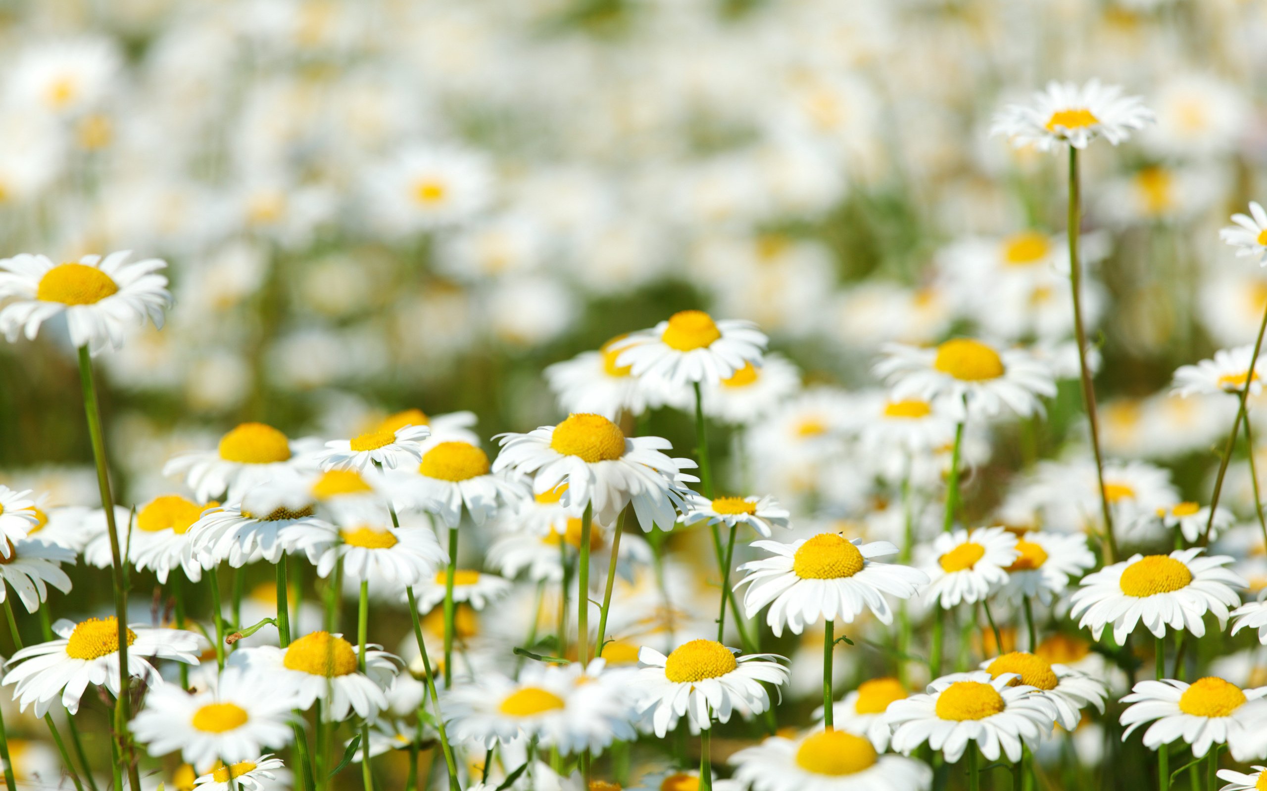 Daisies wallpapers WallpaperUP
