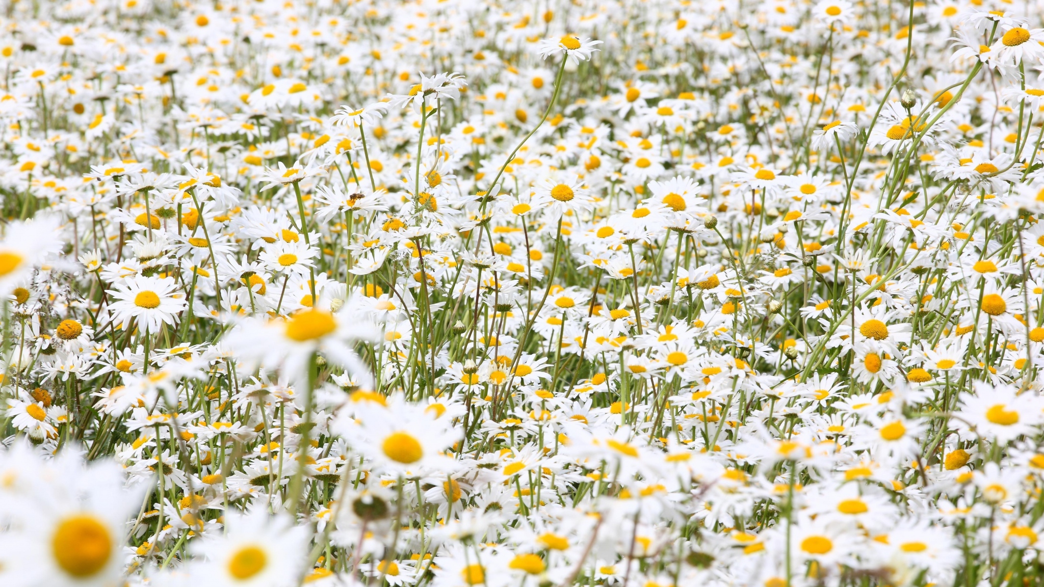 Download Wallpaper 2048x1152 Daisies, Flowers, Field, Many, Summer