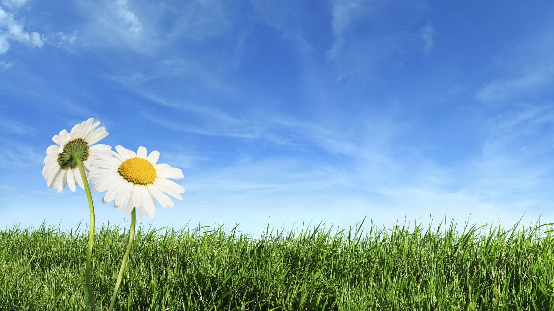 green, field, grass, Daisies, sky, clouds, horizon | The best ...