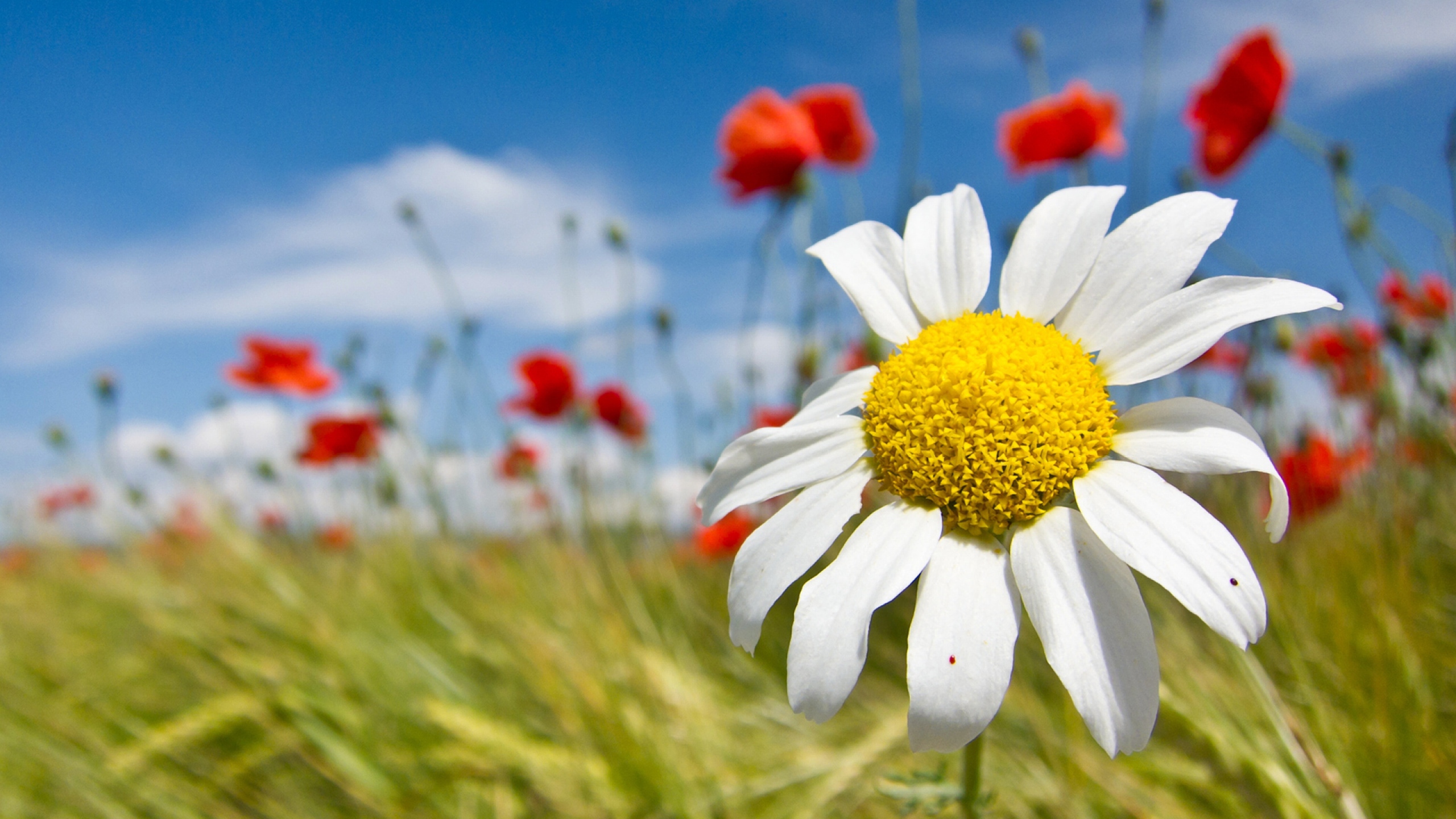 Download Wallpaper 2560x1440 Daisy, Flowers, Field, Summer, Sky
