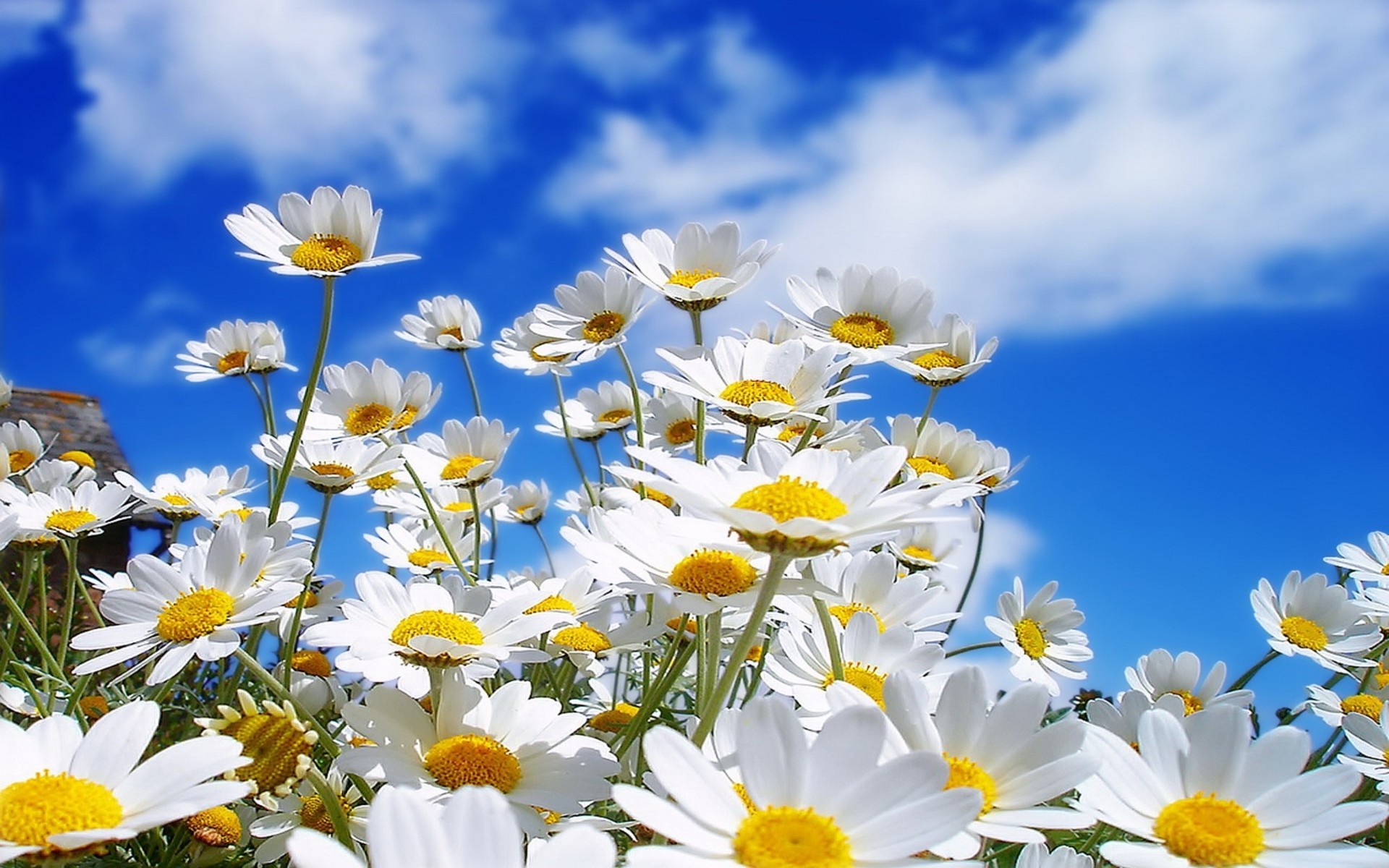 Daisies Wallpapers - HD Images New