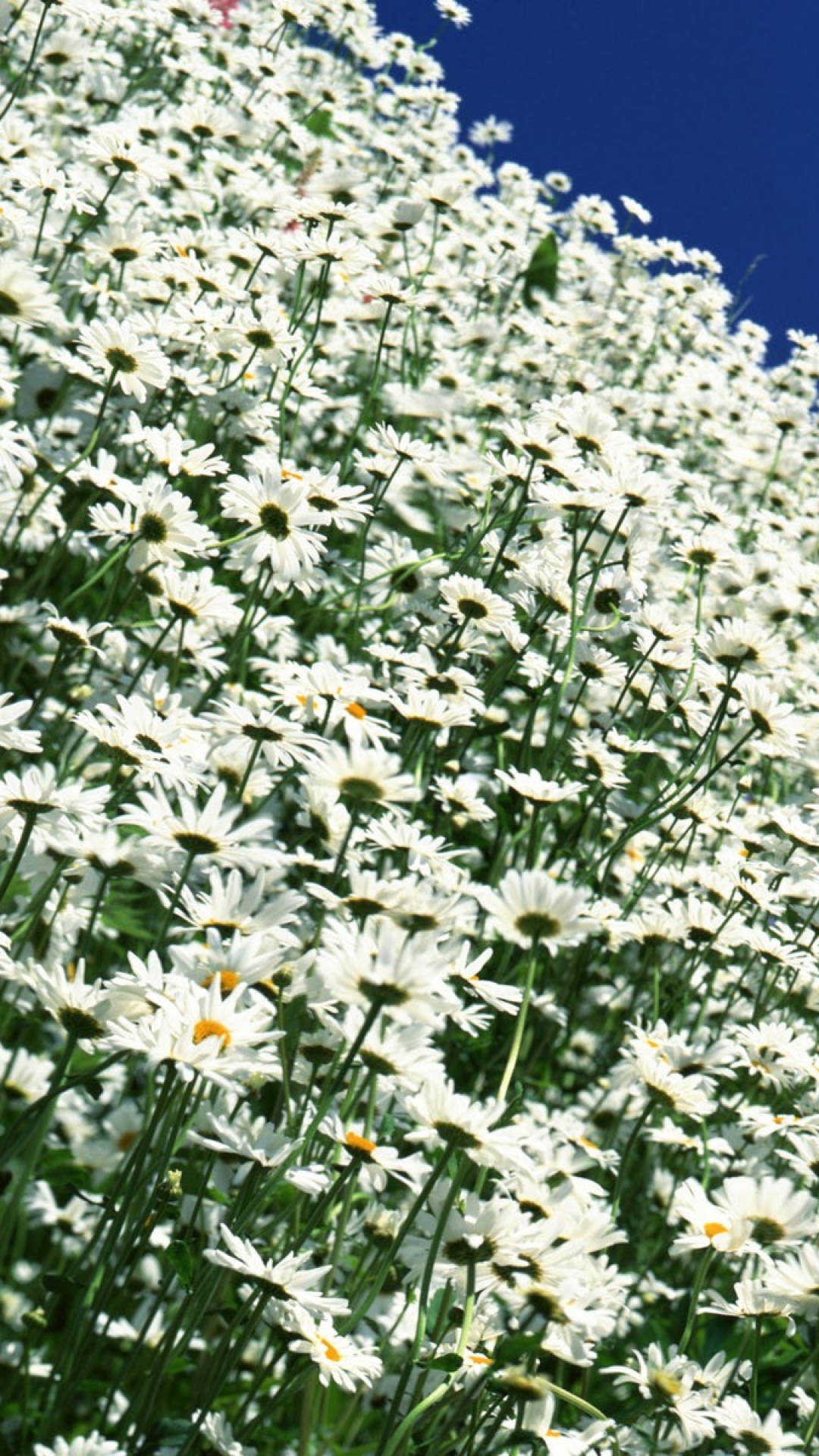 Download Wallpaper 1080x1920 Daisies, Flowers, Field, Angle, Shot