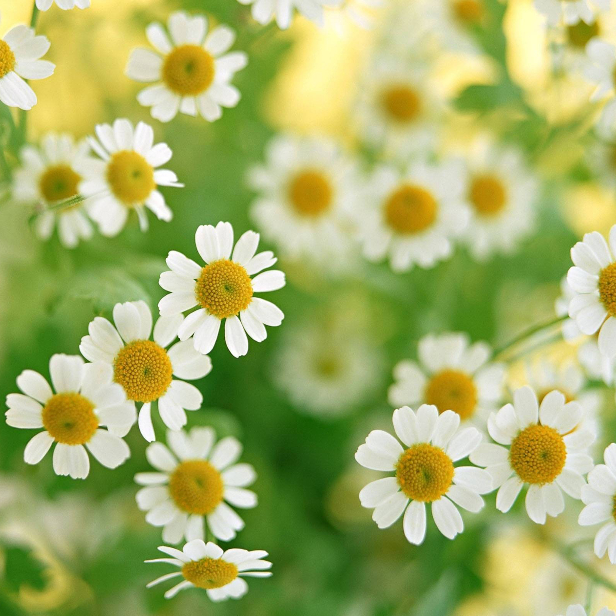 daisy iPad Wallpapers | iPhone Wallpapers, iPad wallpapers One ...