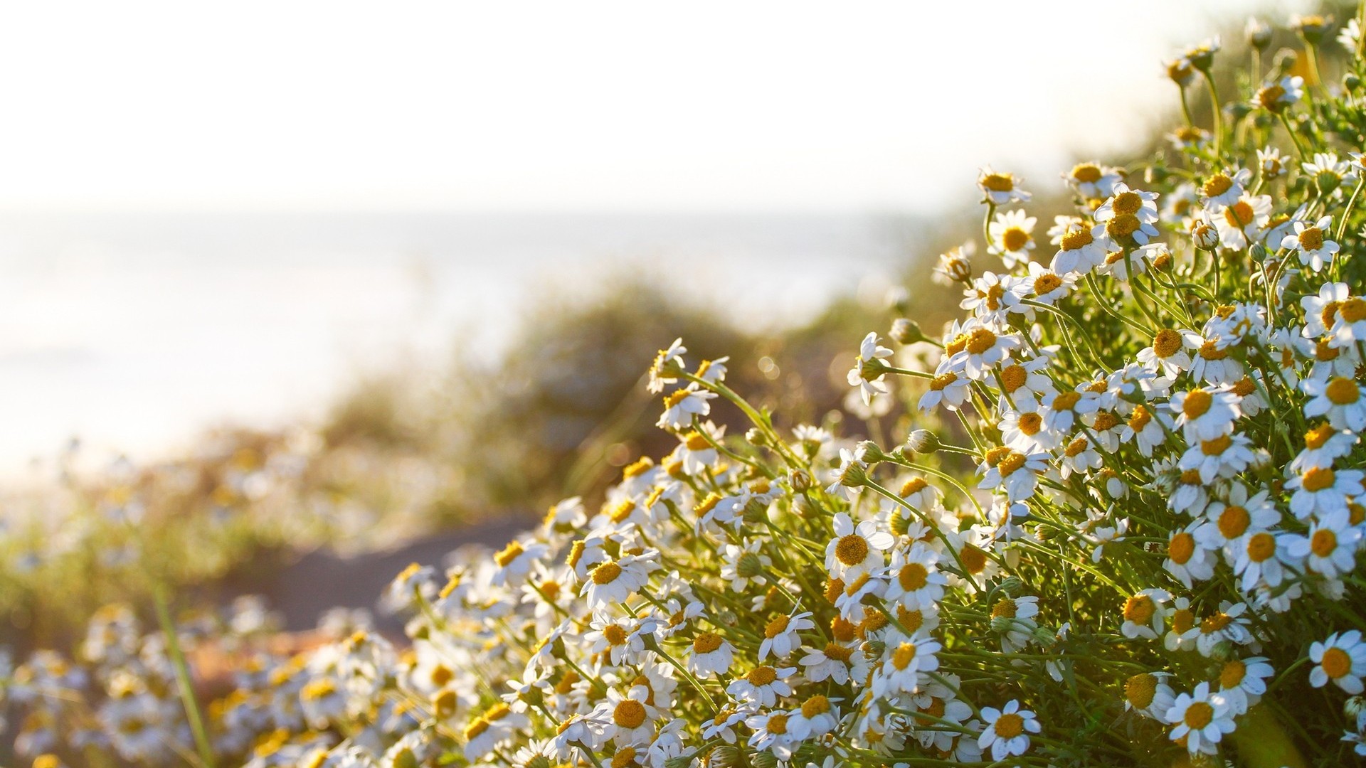 SuperHD.pics: Daisies depth of field flowers nature white flowers ...