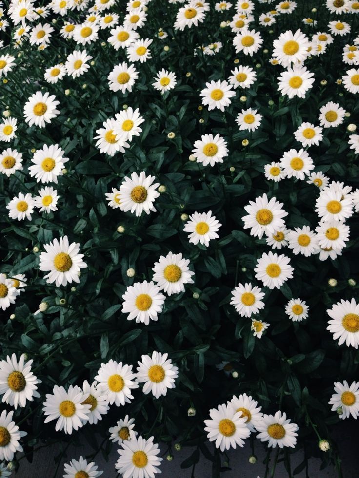 Field of daisies | VSCO | shecu | N a t u r e | Pinterest ...