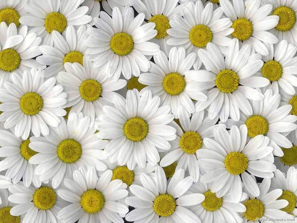 Daisy Pictures