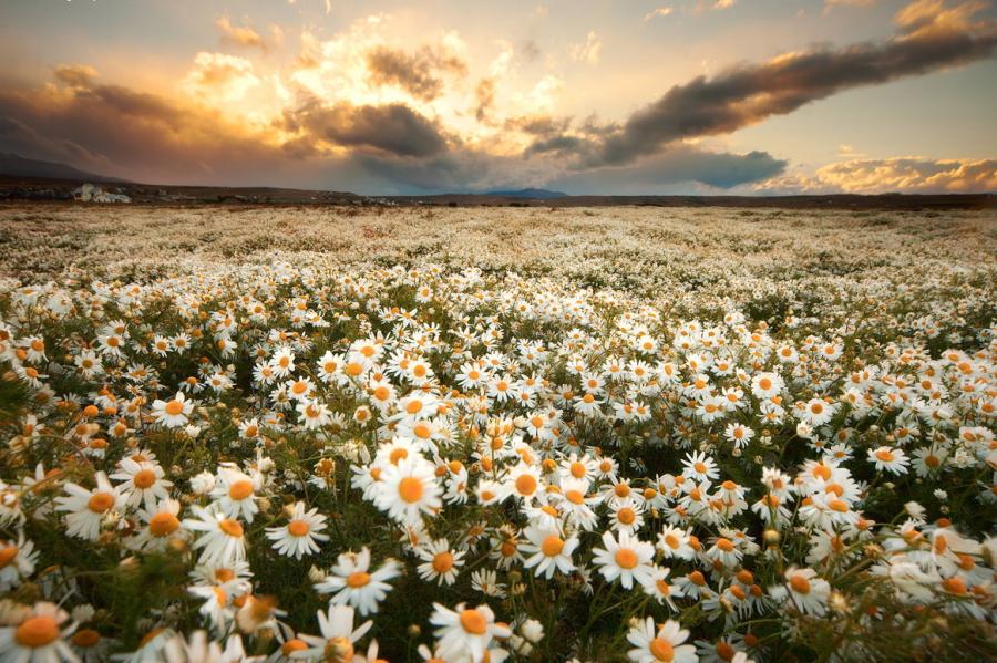 Daisies Field Background images