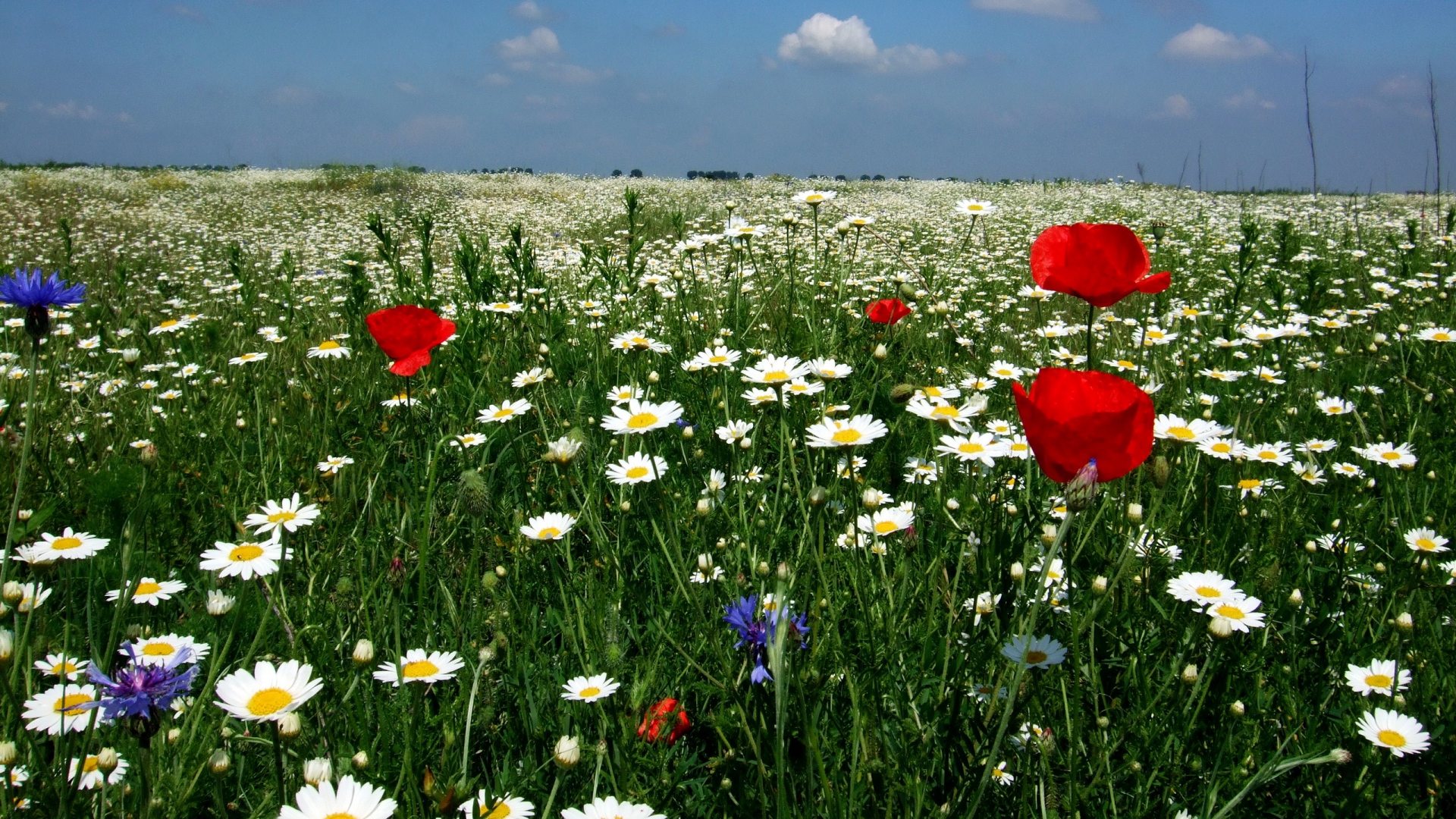 Download Wallpaper 1920x1080 Daisies, Poppies, Field, Flowers ...