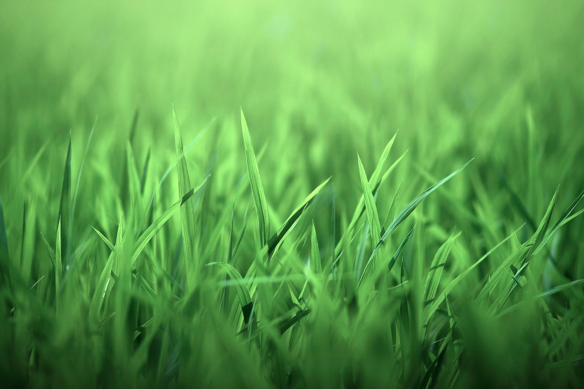 2560x1600px Green Grass Wallpapers | #386886