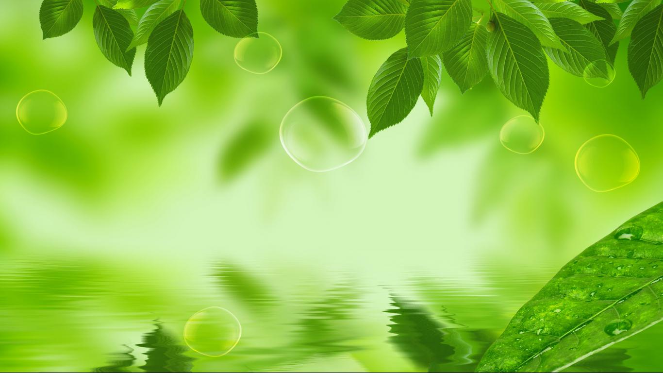 Green Leaf HD Wallpapers | Digitalhint.net