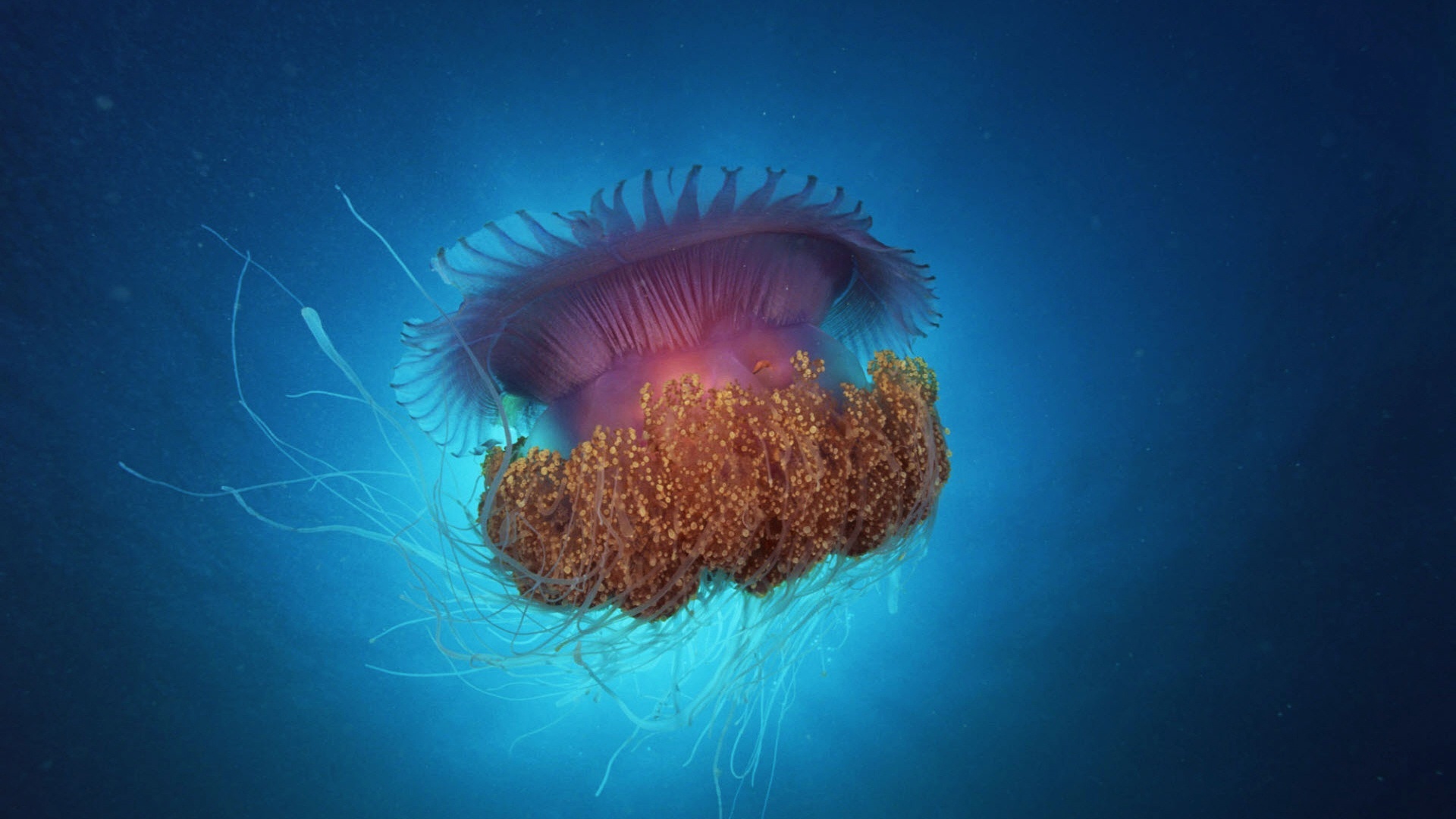 Jellyfish under sea animal wallpaper Desktop Backgrounds for