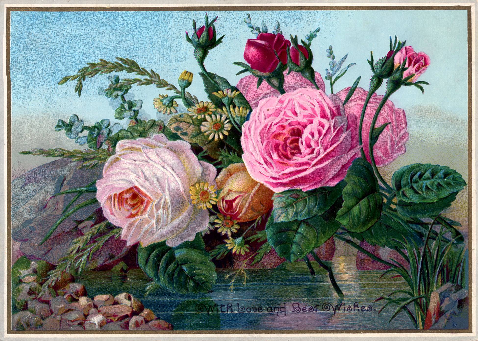 Free Public Domain Vintage Image - Stunning Roses - The Graphics