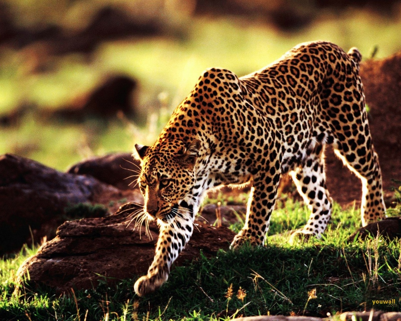 cheetah animal wallpaper | Desktop Backgrounds for Free HD ...