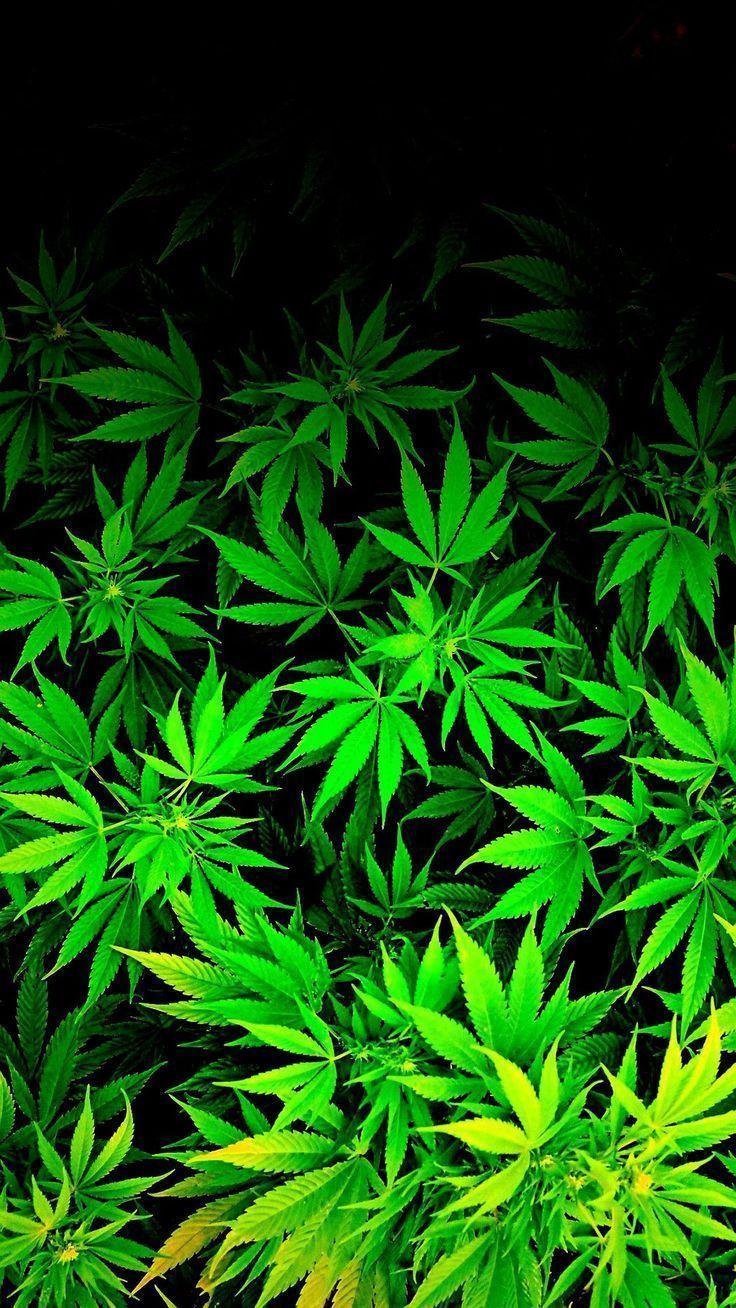 Pot wallpaper iPod / iPhone weed marijuana cannabis Wallpaper by