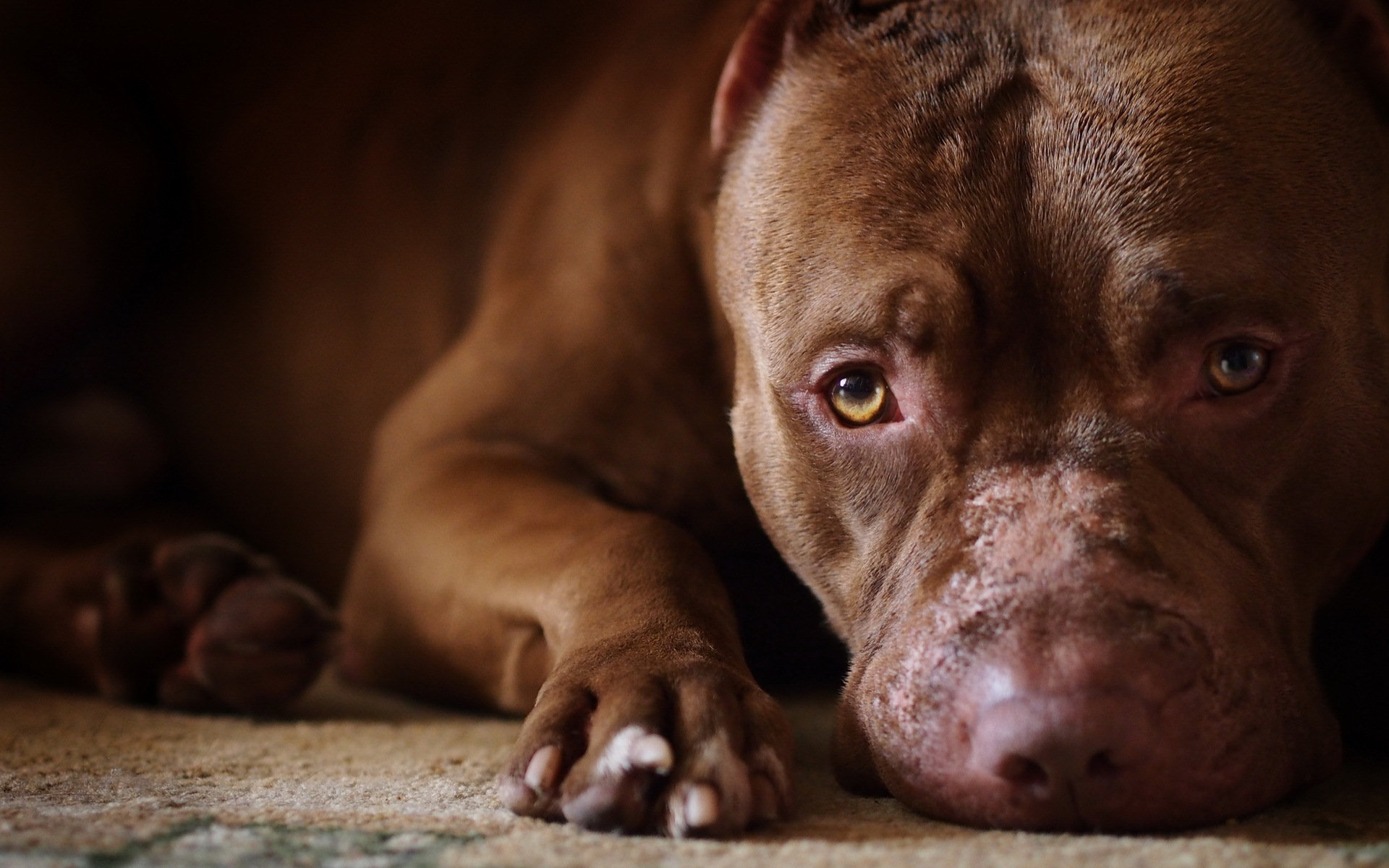 Desktop hd images of fighting pit bulls dogs