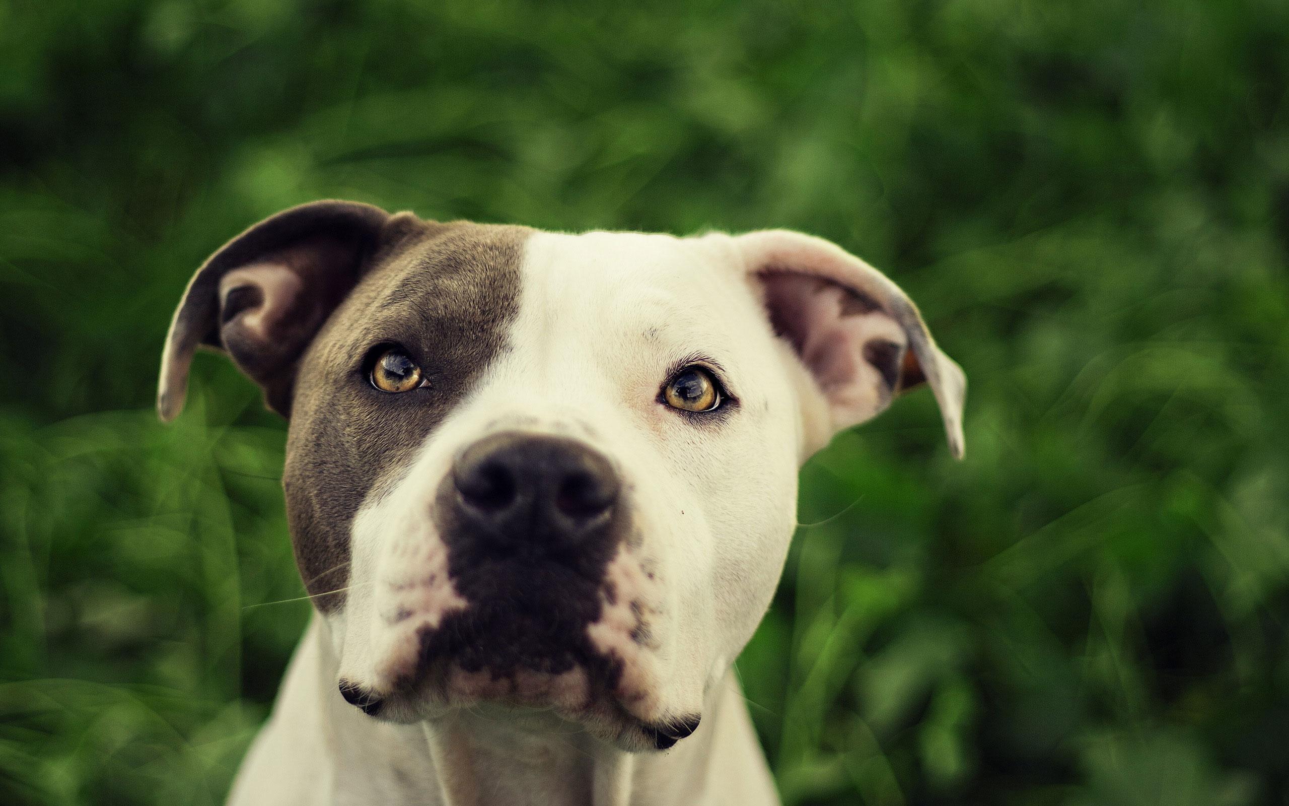 Pit Bull Dog Hd Wallpapers Pit Bull Desktop Images Cool Wallpapers ...
