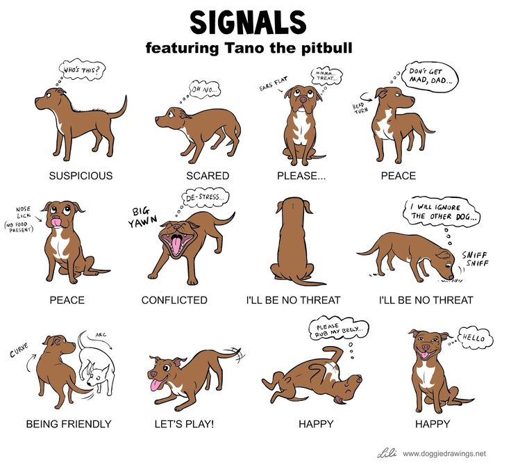 Pitbull Quotes Dog Wallpaper | I love my pitty | Pinterest ...