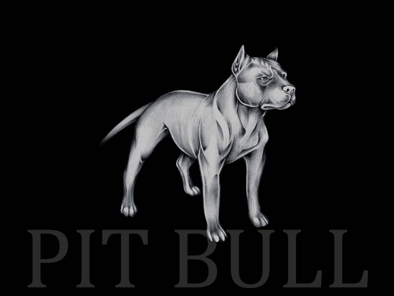 Wallpapers Pitbull Papeis De Parede Pit Bull Planos Fundo 800x600 ...