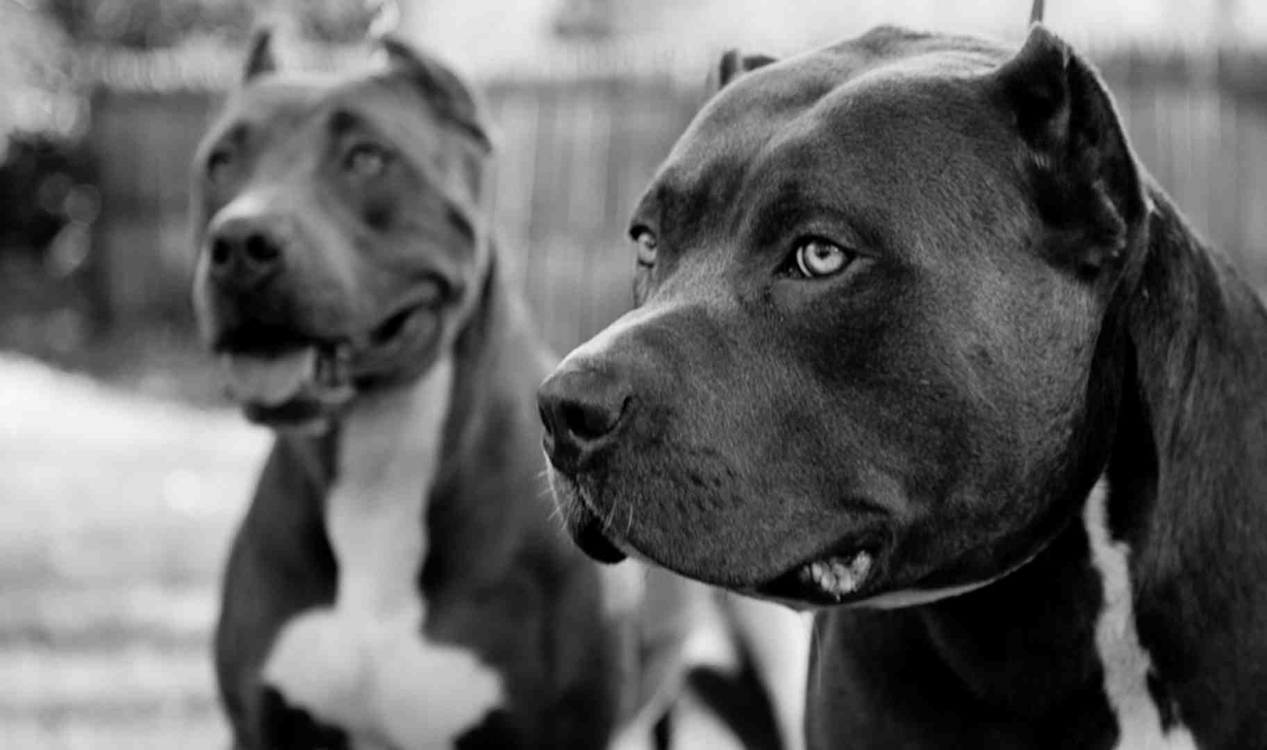 Pictures of Pitbulls on Animal Picture Society