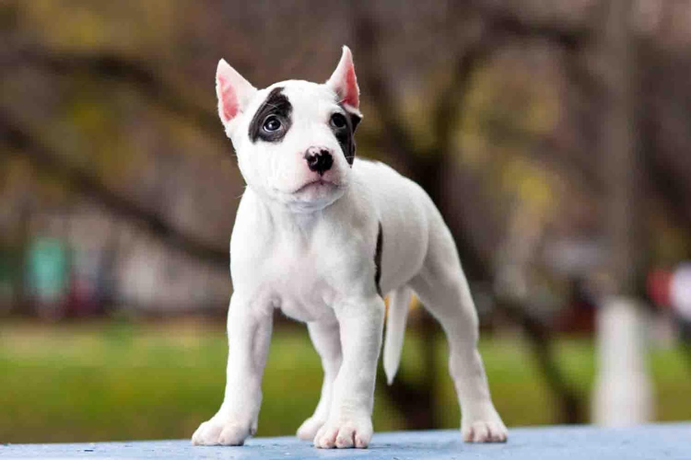 Puppy Pitbull Wallpaper - Android Apps on Google Play