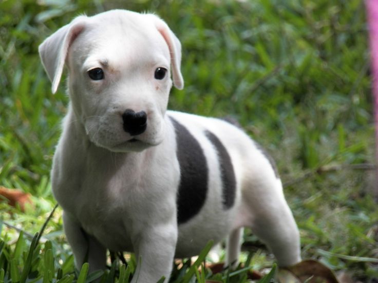 pitbull puppies | american pitbull terrier puppy | All Puppies ...