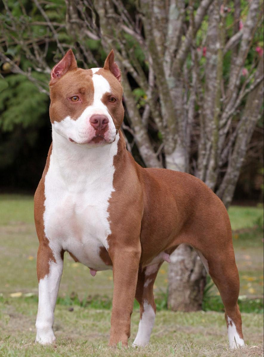 Pitbull Dog Images Collection (48+)