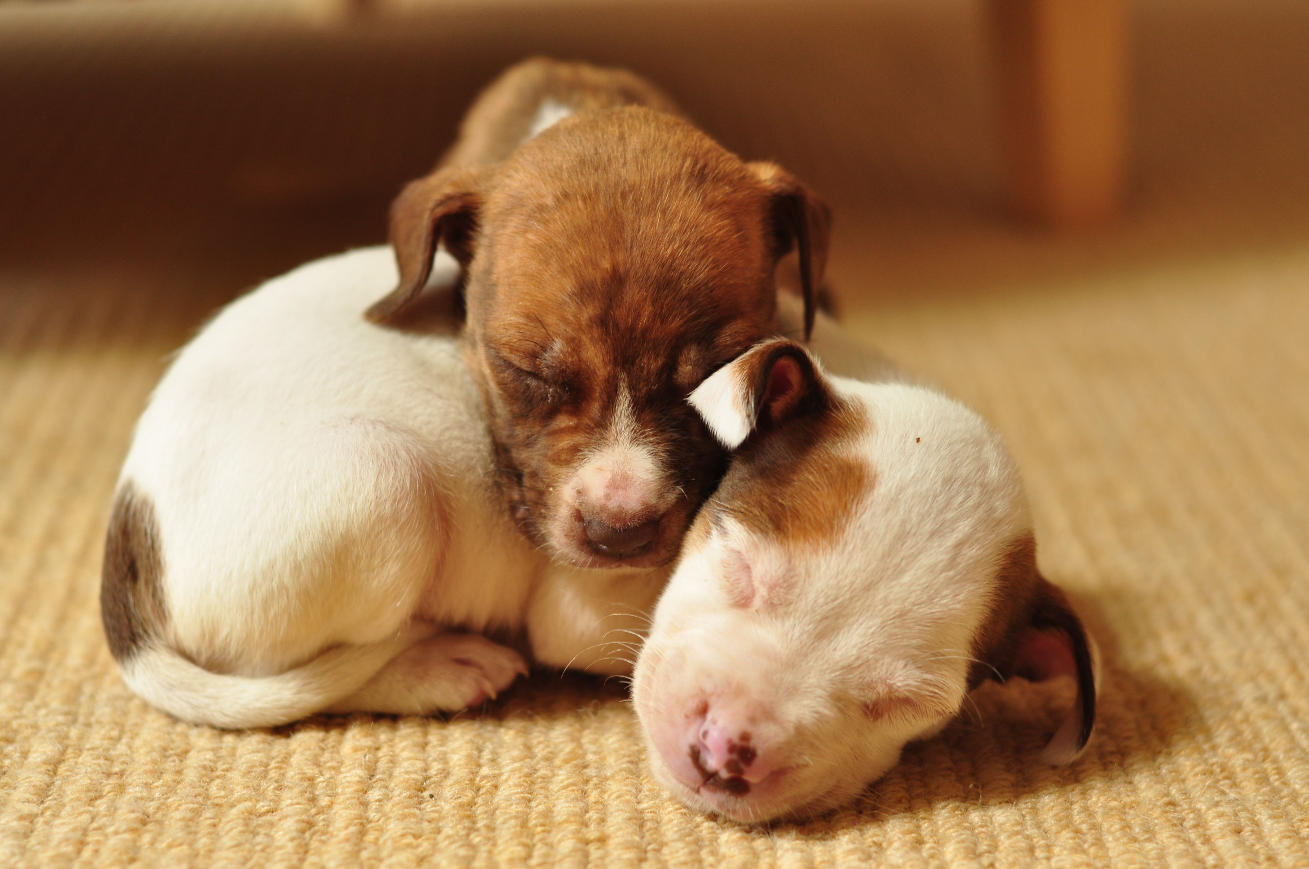 Cute Brown Pitbull Puppies - wallpaper.
