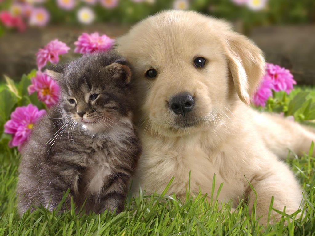 Kitten And Puppy Wallpapers