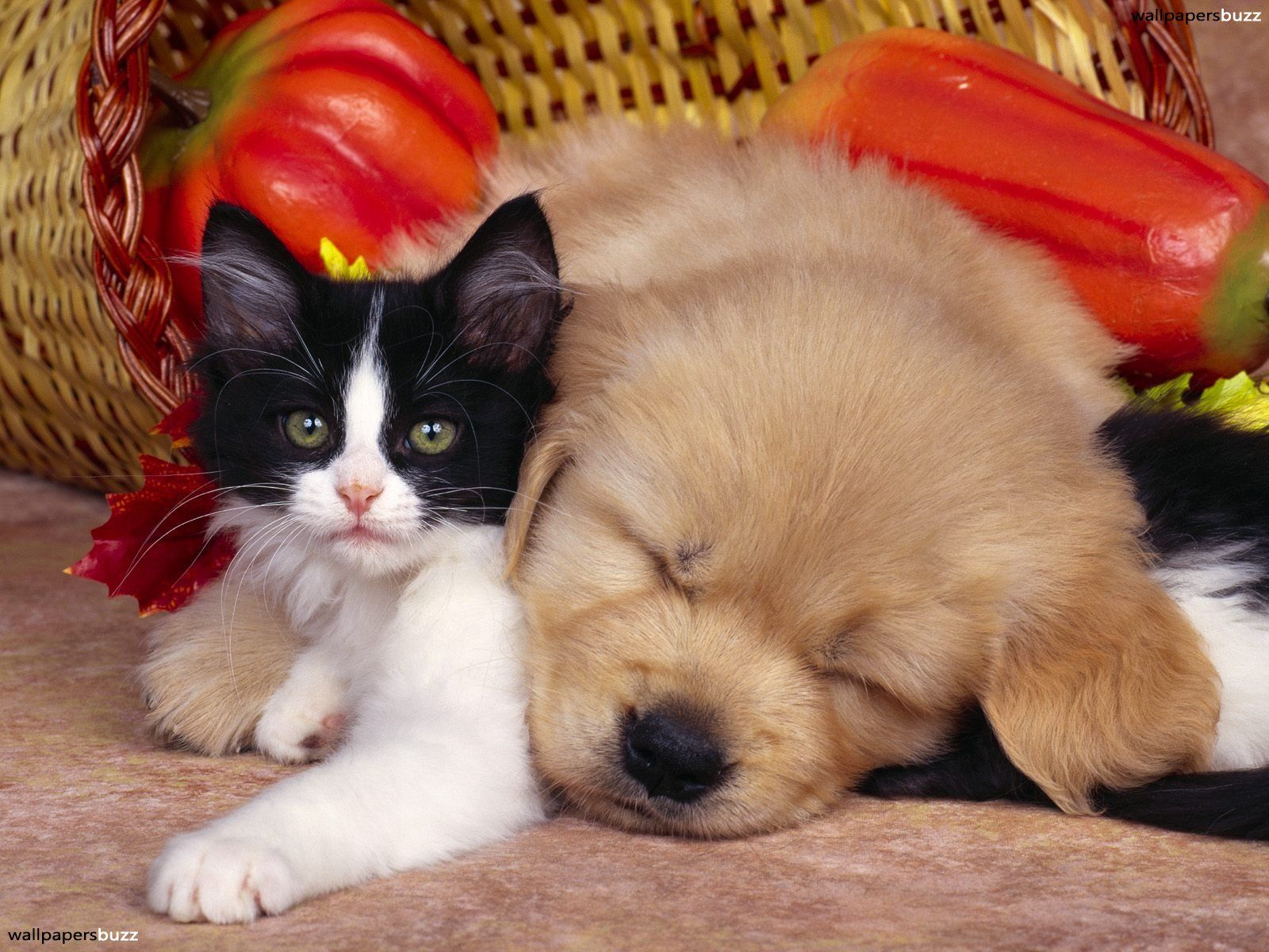 kittens-and-puppies-wallpaper-desktop-213.jpg