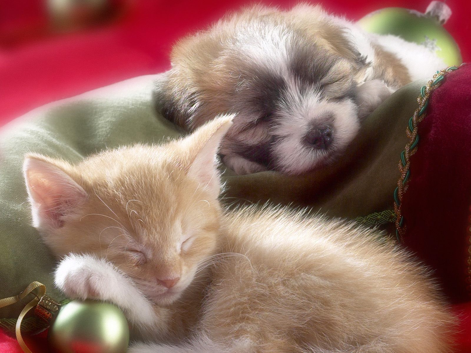 Kitten and Puppy - Kittens Wallpaper (12929278) - Fanpop