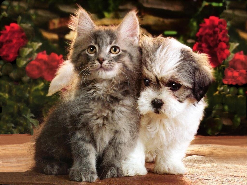 Silver Tabby Kitten And Terrier Puppy - Free Animals Wallpaper