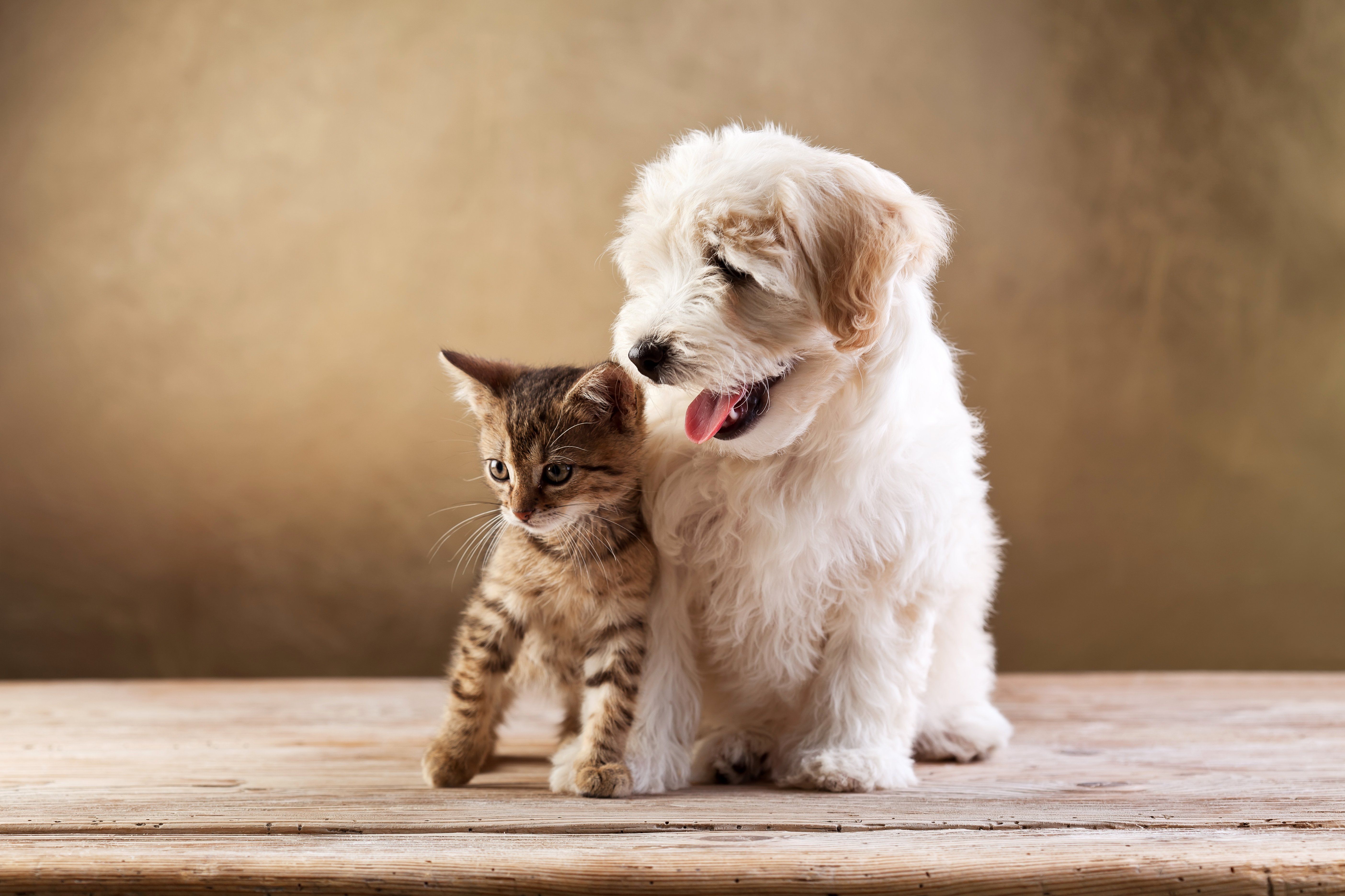 Dogs Cats Two Kitten Bolognese Animals baby puppy wallpaper