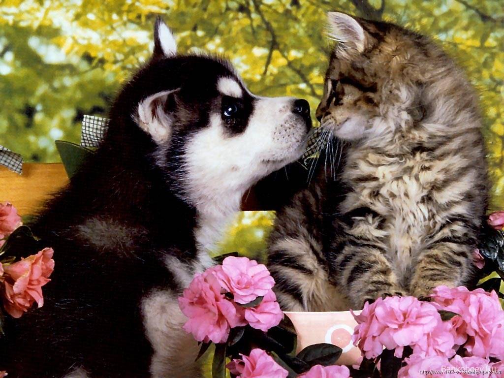 Husky puppy and kitten - Husky Wallpaper
