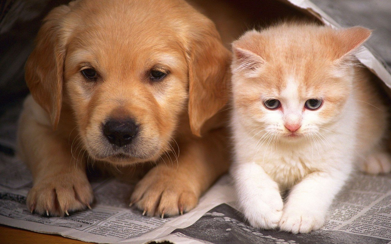 Kitten and Puppy Wallpaper For Desktop, Laptop & Mobile