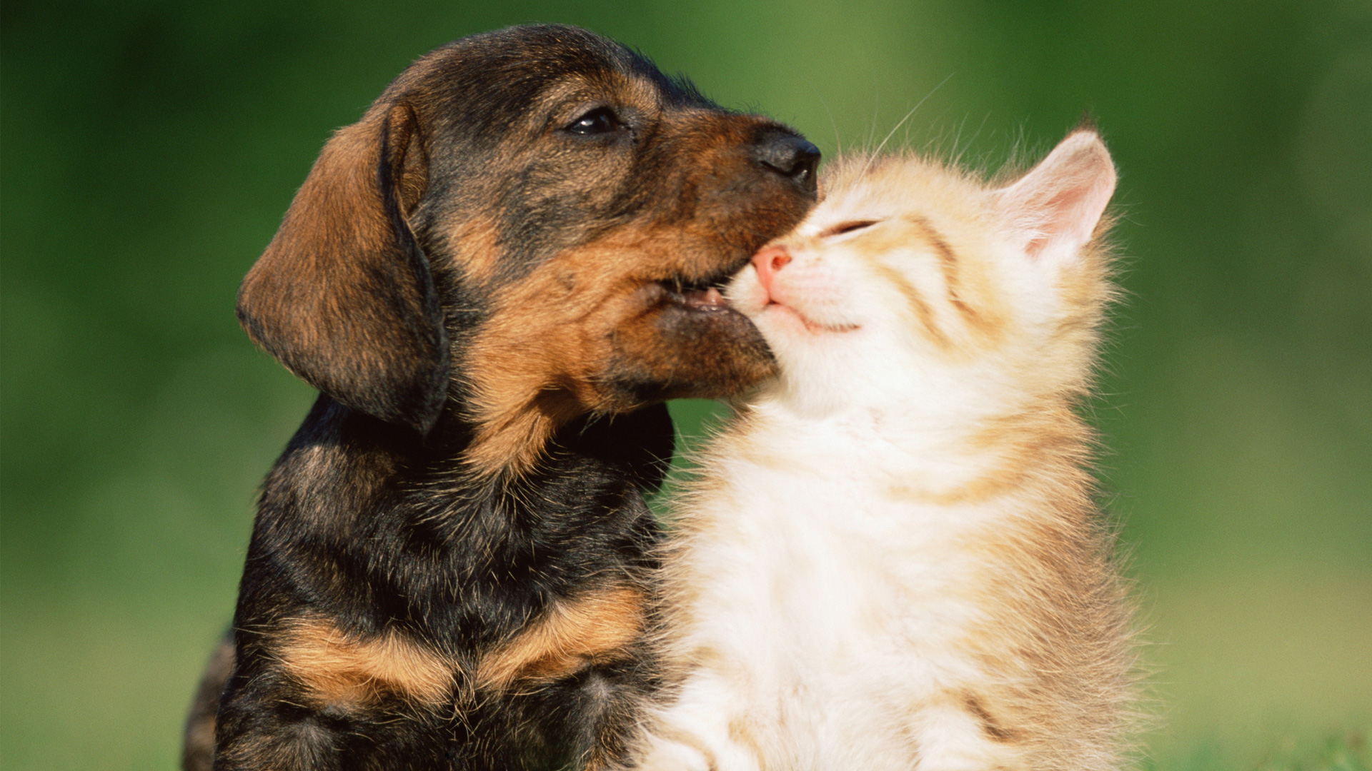 Pics Of Puppies And Kittens For Your Pc Most Romantic Images