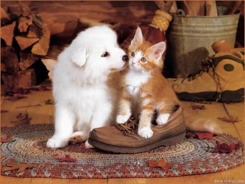 Puppy and kitten - High Quality and Resolution