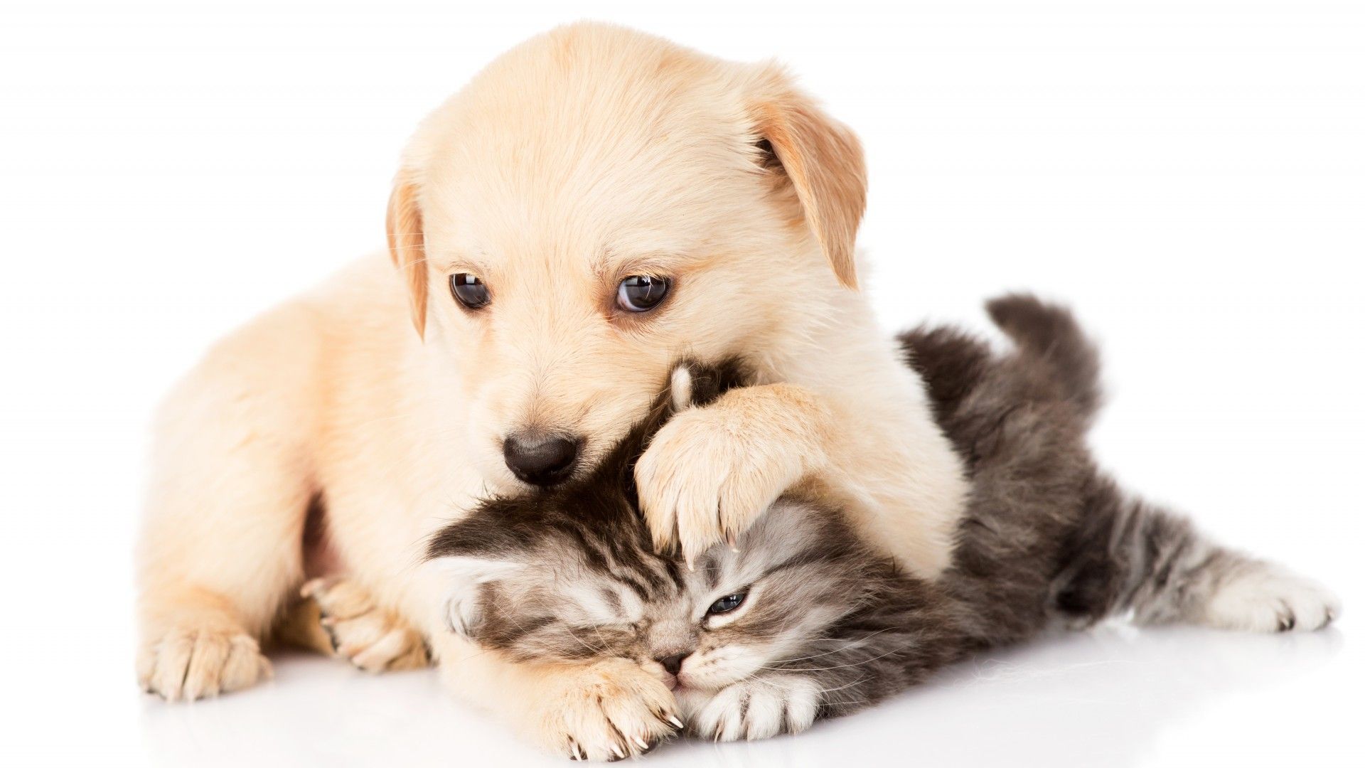 Wallpaper puppy and kitten, battle, chihuahua, white background HD