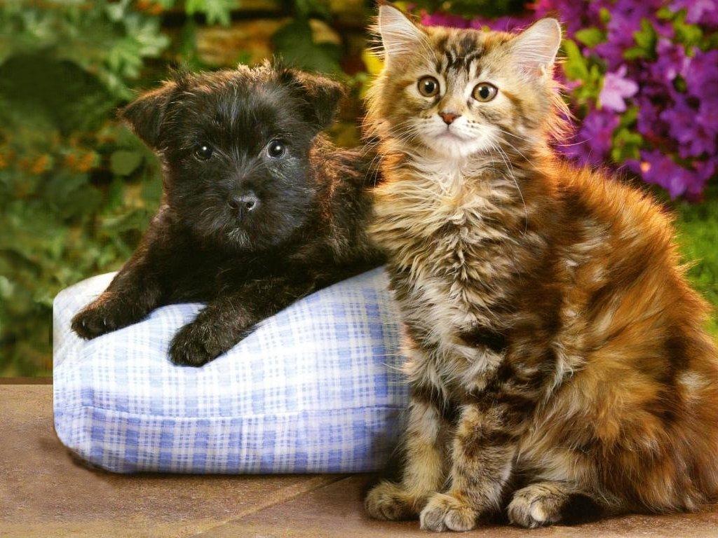 Longhair Tabby Kitten And Longhair Terrier Puppy - Free Animals