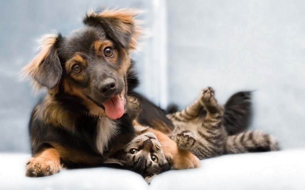 Cute Puppy and Kitten HD Wallpaper - Cool Wallpapers