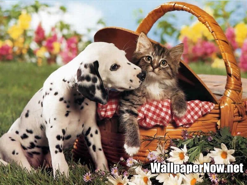 Kittens And Puppies Wallpaper | Funny and Cute Cats Gallery