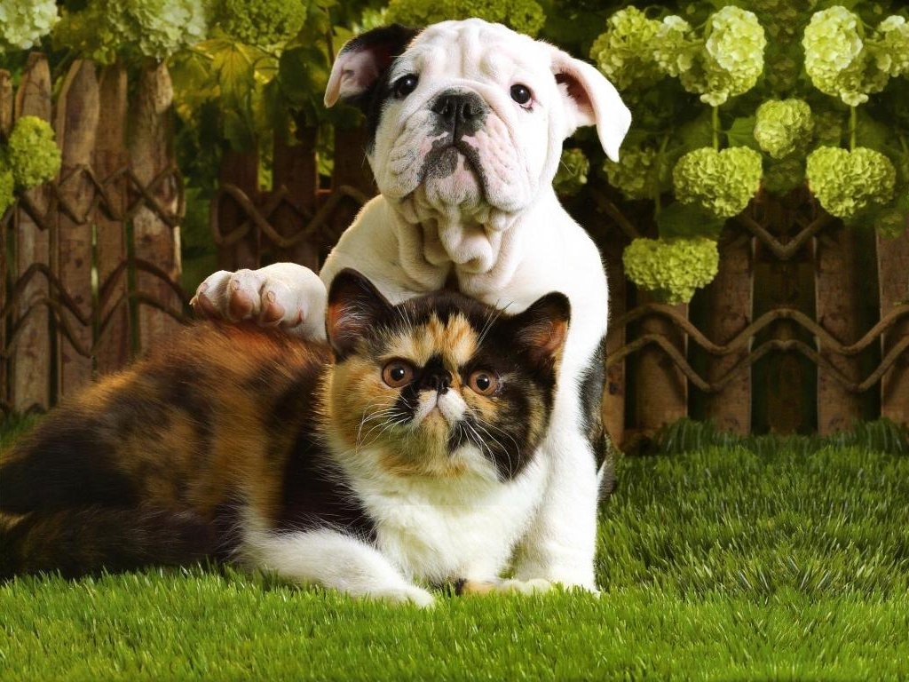 Bulldog Puppy And Tortoiseshell Kitten - Free Animals Wallpaper ...